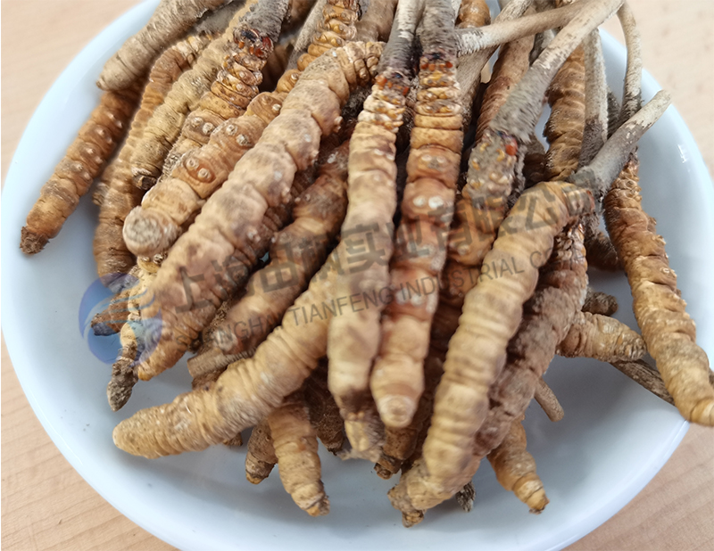 蟲草凍干，生物制藥真空冷凍干燥機應用于蟲草凍干