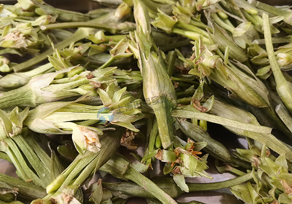 水芙蓉凍干：藥食同源凍干機應用水芙蓉凍干加工